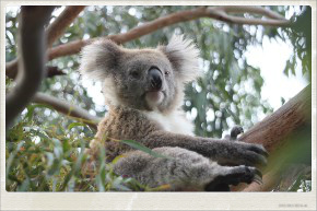 The most important translators association in Australia is AUSIT